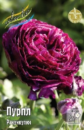 РАНУНКУЛЮС  'ПУРПЛ'  (Ranunculus Purple); [ размер 6/7 ]; { 10  штук в упак.}