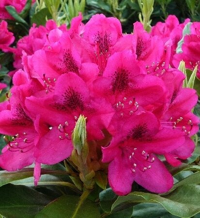 Рододендрон гибридный 'Нова Зембла' (Rhododendron Nova Zembla); [разм. P13]; {без уп.} ; | t  до  -29 C |
