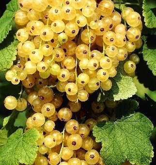 Смородина белая 'Витте Холландер' (Ribes rubrum Witte Hollander); [разм. P9 20-25]; {туб.} ; | t  до  -40 C |