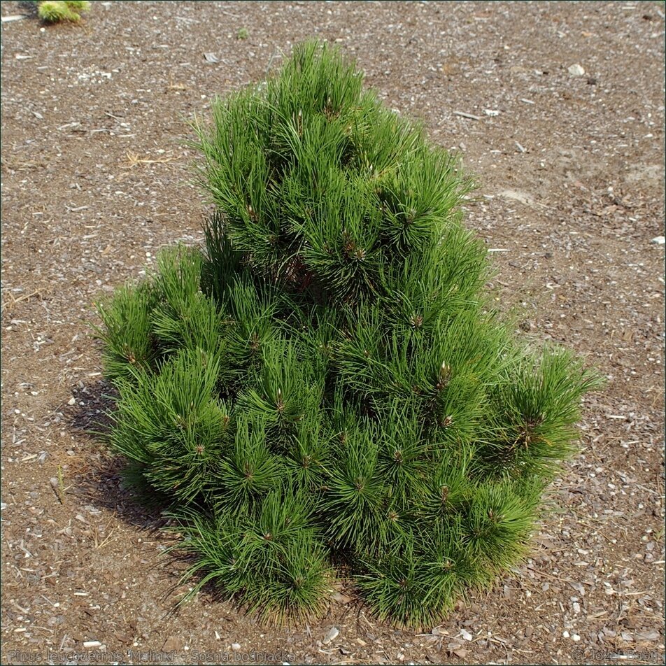 Сосна белокорая 'Малинки' (Pinus heldreichii Malinkii); [разм C1.5]; без уп.