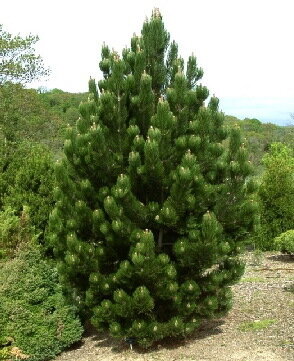 Сосна белокорая 'Сателлит' (Pinus heldreichii Satellit); [разм C1.5]; без уп.