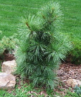 Сосна гималайская 'видовая норма' (Pinus wallichiana); [разм P9]; без уп.
