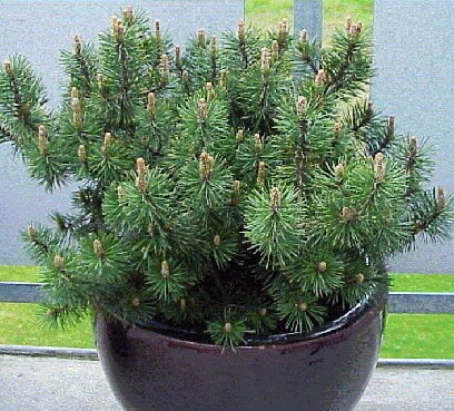 Сосна горная 'Муго' (Pinus mugo mugo); [разм P9]; без уп.