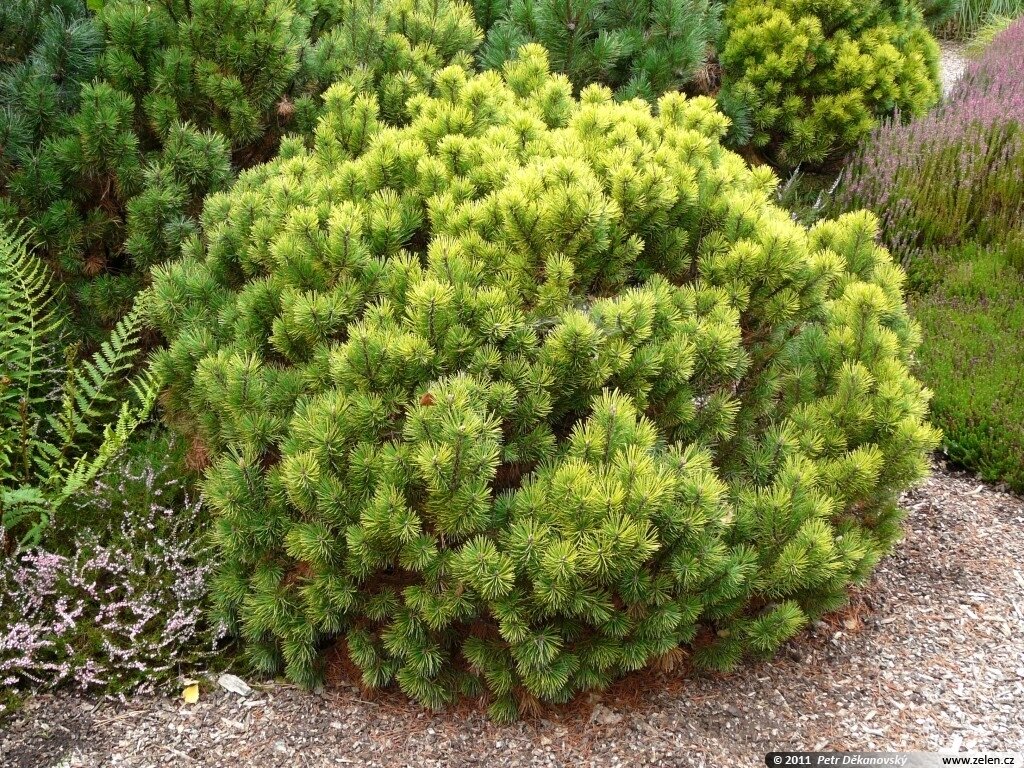 Сосна горная 'Опхир' (Pinus mugo Ophir); [разм C1.5]; без уп.