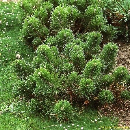 Сосна горная 'Пумилио' (Pinus mugo pumilio); [разм P9]; без уп.