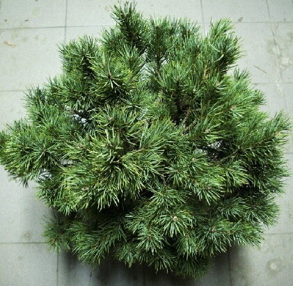Сосна обыкновенная 'видовая норма' (Pinus sylvestris); [разм P9]; без уп.