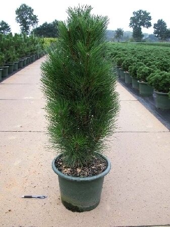 Сосна черная 'Грин Тауэр' (Pinus nigra Green Tower); [разм C1.5]; без уп.