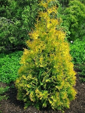 Туя западная 'Еллоу Риббон' (Thuja occidentalis Yellow Ribbon); [разм P9]; без уп.