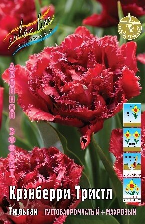 Тюльпан Крэнберри Тристл, 2й эффект (DFT), [12/+], { Tulipa Cranberry Tristle }