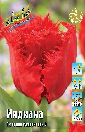 Тюльпан Индиана, бахр., [11/12], { Tulipa Indiana }
