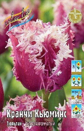 Тюльпан Кранчи Кьюминс, бахр., [12/+], { Tulipa Crunchy Cummins }