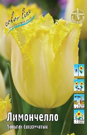 Тюльпан Лимончелло, бахр., [11/12], { Tulipa Limoncello }