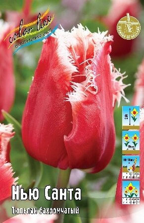 Тюльпан Нью Санта, бахр., [11/12], { Tulipa New Santa }