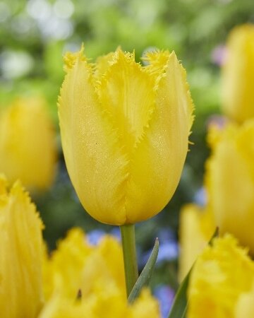 Тюльпан Фабио Йеллоу, бахр., [12/+], { Tulipa Yellow Fabio }