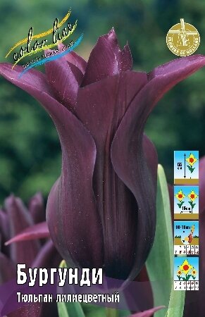 Тюльпан Бургунди, лил., [11/12], { Tulipa Burgundy }