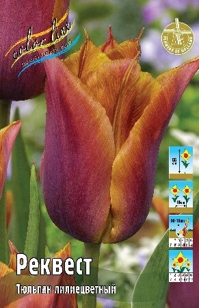 Тюльпан Реквест, лил., [11/12], { Tulipa Request }