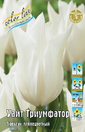 Тюльпан Уайт Триумфатор, лил., [11/12], { Tulipa White Triumphator }