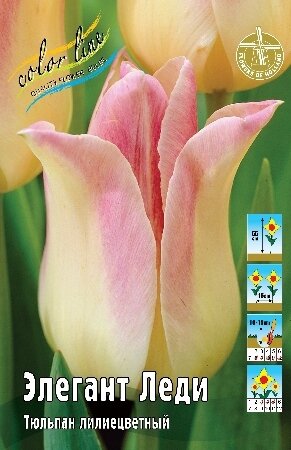 Тюльпан Элегант Леди, лил., [11/12], { Tulipa Elegant Lady }