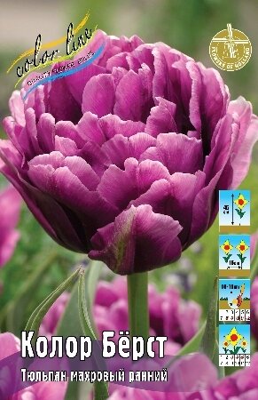Тюльпан Колор Бёрст, махр.ранн., [11/12], { Tulipa Color Burst }