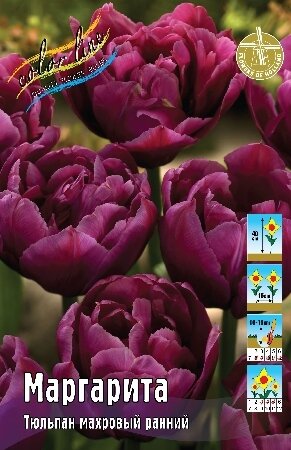 Тюльпан Маргарита, махр.ранн., [11/12], { Tulipa Margarita }