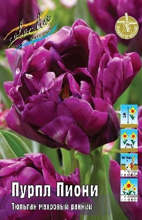 Тюльпан Пурпл Пиони, махр.ранн., [11/12], { Tulipa Purple Peony }