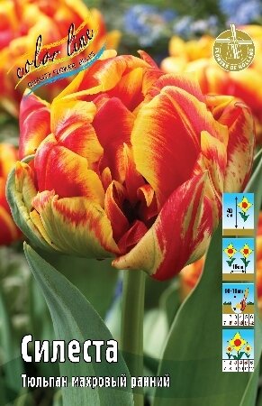 Тюльпан Силеста, махр.ранн., [11/12], { Tulipa Cilesta }
