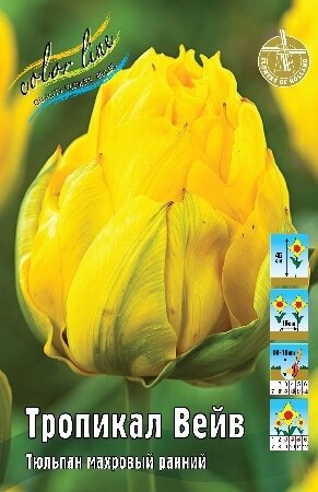 Тюльпан Тропикал Вейв, махр.ранн., [11/12], { Tulipa Tropical Wave }