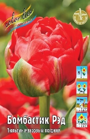 Тюльпан Бомбастик Рэд, махр.поздн, [11/12], { Tulipa Bombastic Red }