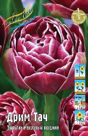 Тюльпан Дрим Тач, махр.поздн, [11/12], { Tulipa Dream Touch }