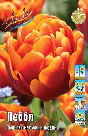 Тюльпан Пеббл, махр.поздн, [11/12], { Tulipa Pebble }