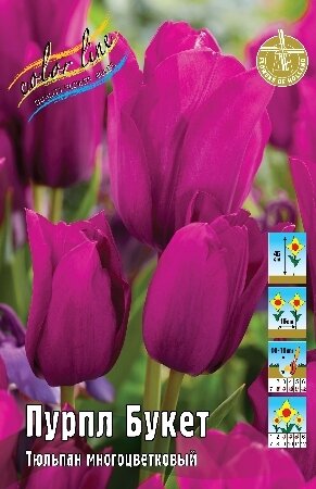 Тюльпан Пурпл Букет, мнгцв., [11/12], { Tulipa Purple Bouquet }
