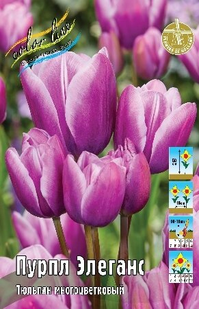 Тюльпан Пурпл Элеганс, мнгцв., [11/12], { Tulipa Purple Elegance }
