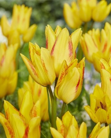 Тюльпан Роял Джоржет, мнгцв., [11/12], { Tulipa Royal Georgette }
