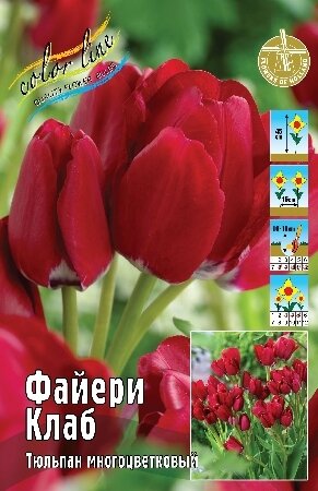 Тюльпан Файери Клаб, мнгцв., [11/12], { Tulipa Fiery Club }