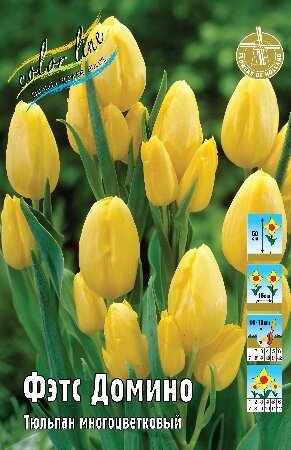 Тюльпан Фэтс Домино, мнгцв., [11/12], { Tulipa Fats Domino }