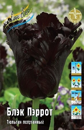 Тюльпан Блэк Пэррот, попуг., [11/12], { Tulipa Black Parrot }