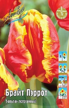 Тюльпан Брайт Пэррот, попуг., [11/12], { Tulipa Bright Parrot }