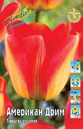 Тюльпан Американ Дрим, дарв., [11/12], { Tulipa American Dream }