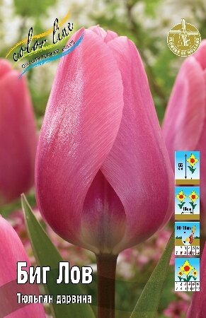 Тюльпан Биг Лов, дарв., [11/12], { Tulipa Big Love }