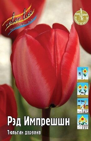 Тюльпан Рэд Импрешшн, дарв., [11/12], { Tulipa Red Impression }