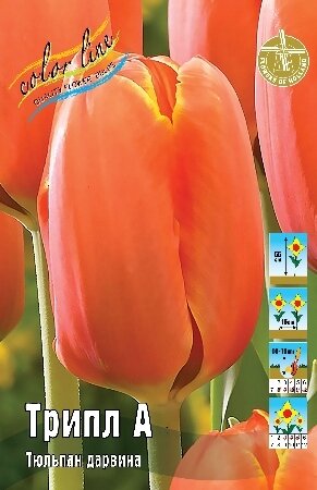 Тюльпан Трипл А, дарв., [12/+], { Tulipa Triple A }