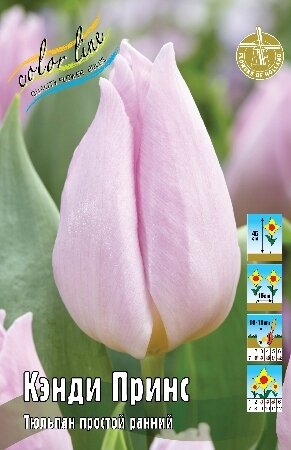 Тюльпан Кэнди Принс, пр.ранн., [11/12], { Tulipa Candy Prince }