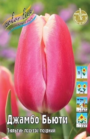 Тюльпан Джамбо Бьюти, пр.поздн, [11/12], { Tulipa Jumbo Beauty }