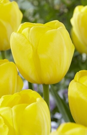 Тюльпан Йеллоу Энджел, пр.поздн, [11/12], { Tulipa Yellow Angel }