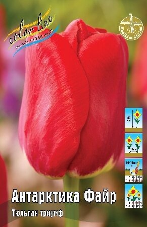 Тюльпан Антарктика Файр, триумф, [11/12], { Tulipa Antarctica Fire }
