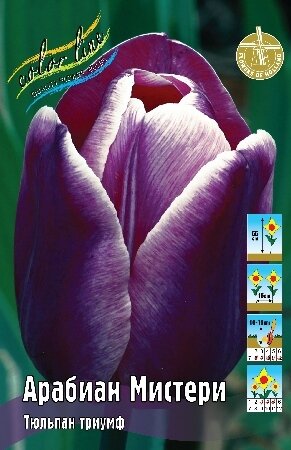 Тюльпан Арабиан Мистери, триумф, [11/12], { Tulipa Arabian Mystery }