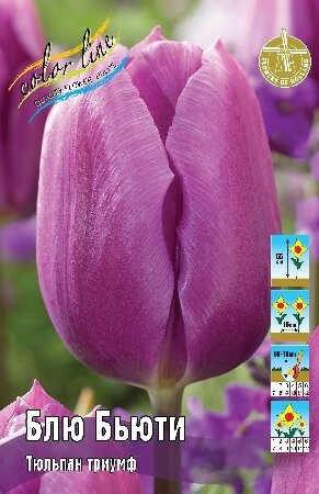 Тюльпан Блю Бьюти, триумф, [11/12], { Tulipa Blue Beauty }