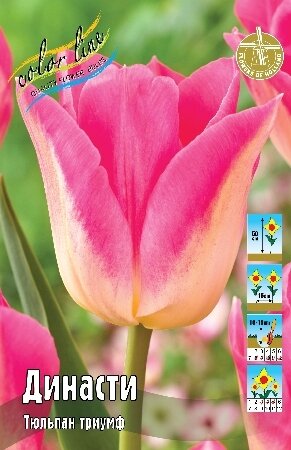 Тюльпан Династи, триумф, [11/12], { Tulipa Dynasty }
