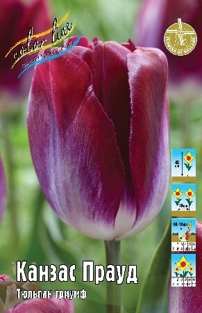 Тюльпан Канзас Прауд, триумф, [12/+], { Tulipa Kansas Proud }