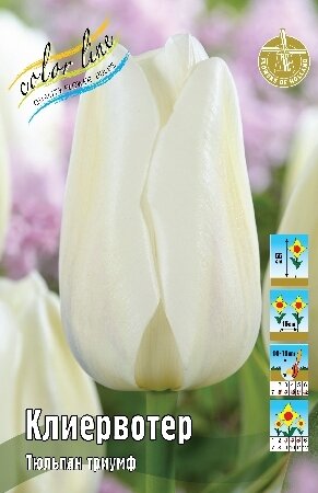 Тюльпан Клиервотер, триумф, [11/12], { Tulipa Clearwater }